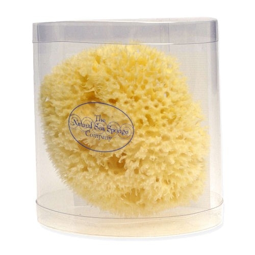A medium sea sponge